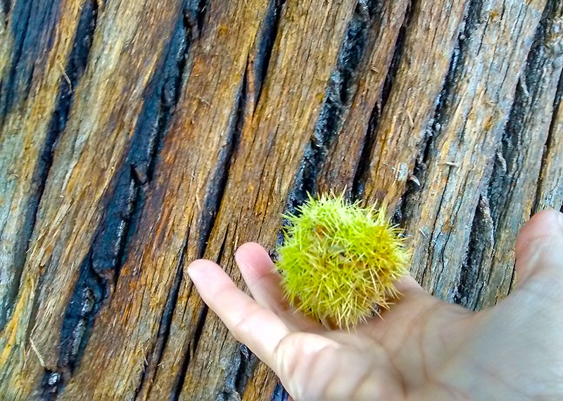 Carbon-Connect AG Sustainability Company That Offers Carbon Offset Solutions Lauches In The UK