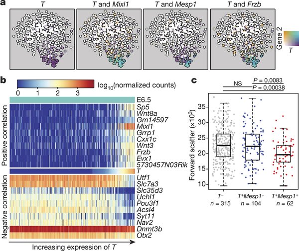 Transcriptional program associated with T induction in E6.5 epiblast cells. Image source: Nature
