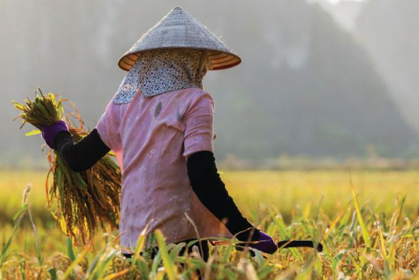 Traditional Asian farmer Google Images