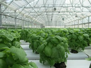 Five Ways Robotics Is Changing the Food and Agriculture Industries 