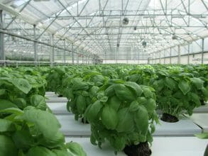 Five Ways Robotics Is Changing the Food and Agriculture Industries