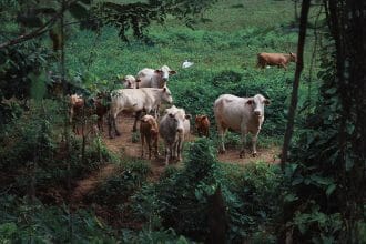 Sheep and Cattle Farming