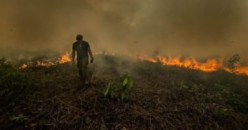 2019 Amazon Rainforest's Fires, Ecocide and Blockchain
