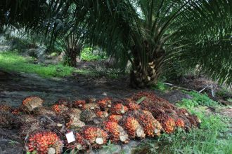 Majority of Companies Don’t Know Origin of Their Palm Oil