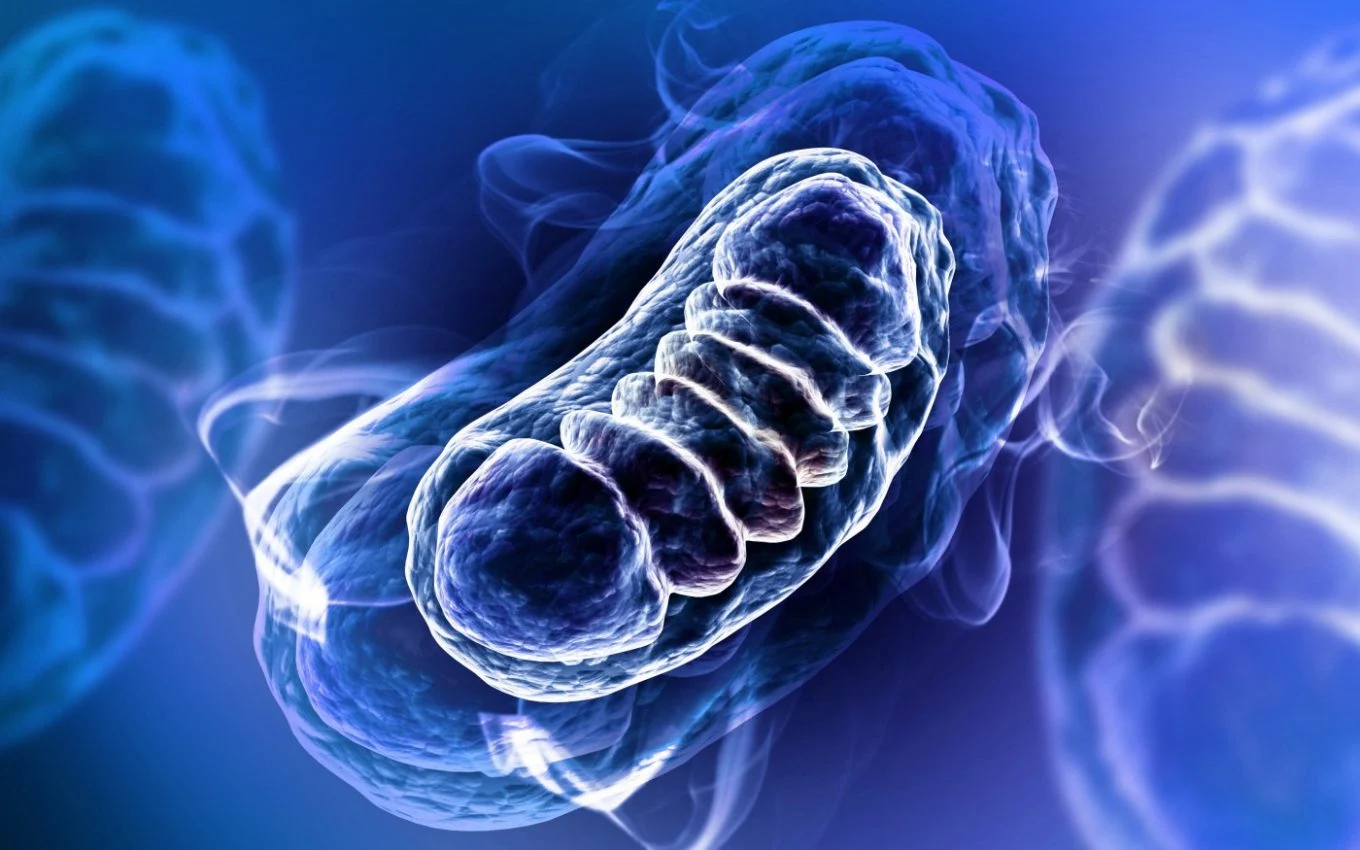 mitochondria