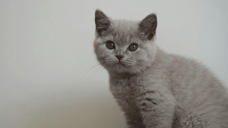 Why British Shorthair is The Perfect Companion for Busy Families