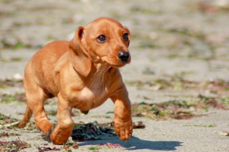 Navigating the Modern Path to Ethical Pet Ownership