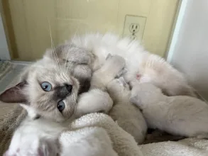 Midwest Ragdolls: What to Look for When Choosing a Breeder