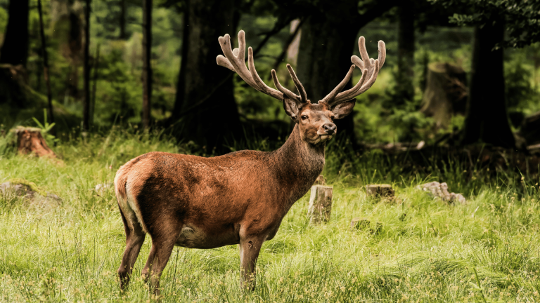 Top 7 Deer Repellent Products for Effective Deer Control Near Me